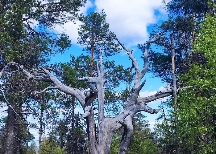 شقة Vuosselintaehti 8 B *